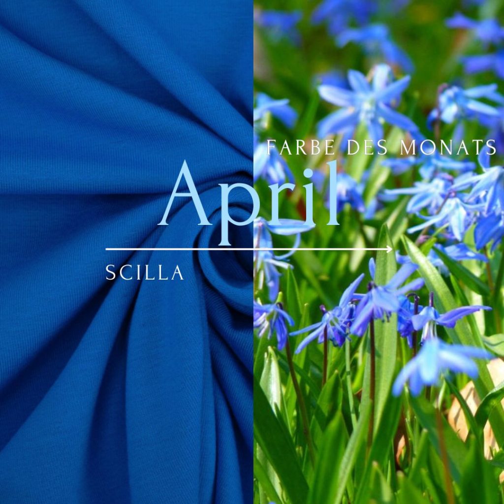 Scilla - Farbe des Monats April