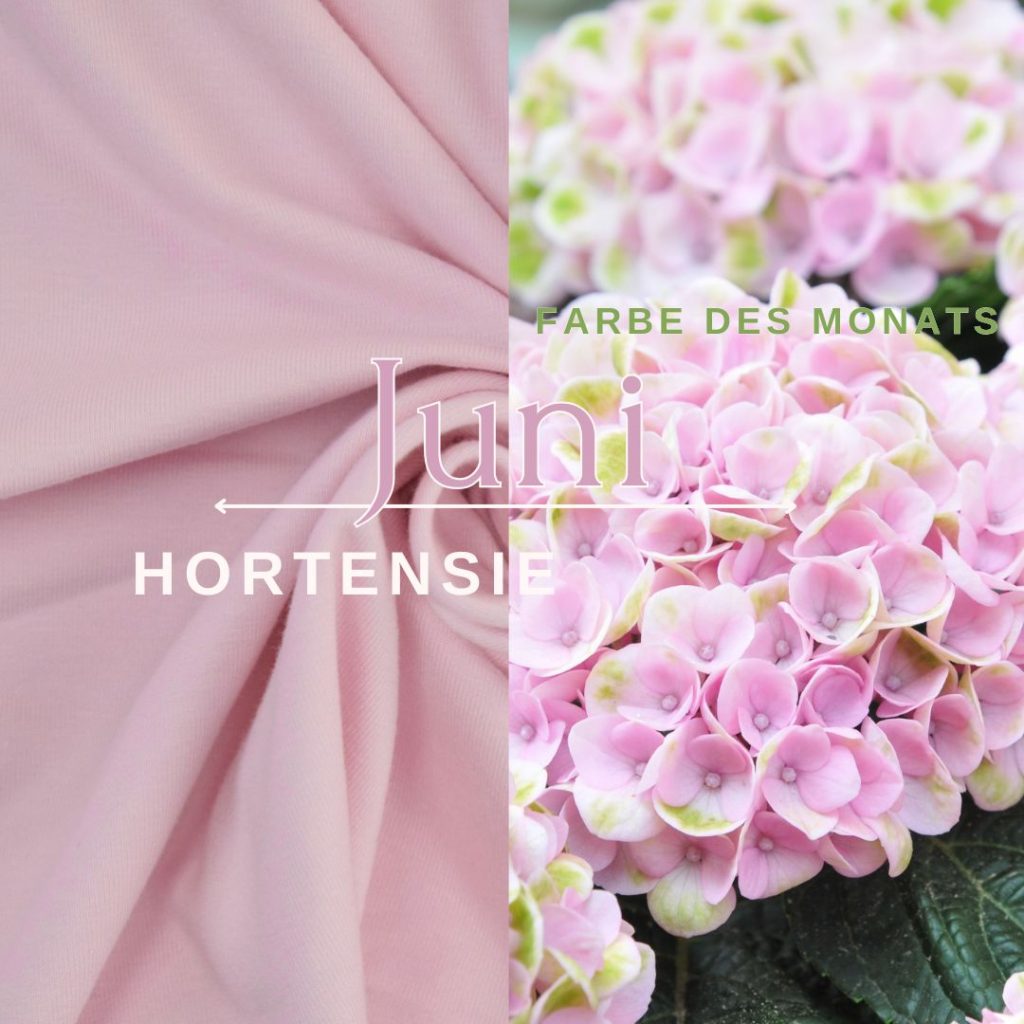 Hortensie - Farbe des Monats Juni